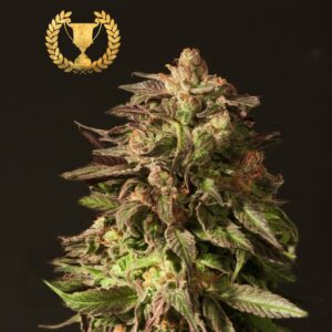 5 UND FEM - SHORELINE * DEVILS HARVEST 5 UND FEMINIZADAS