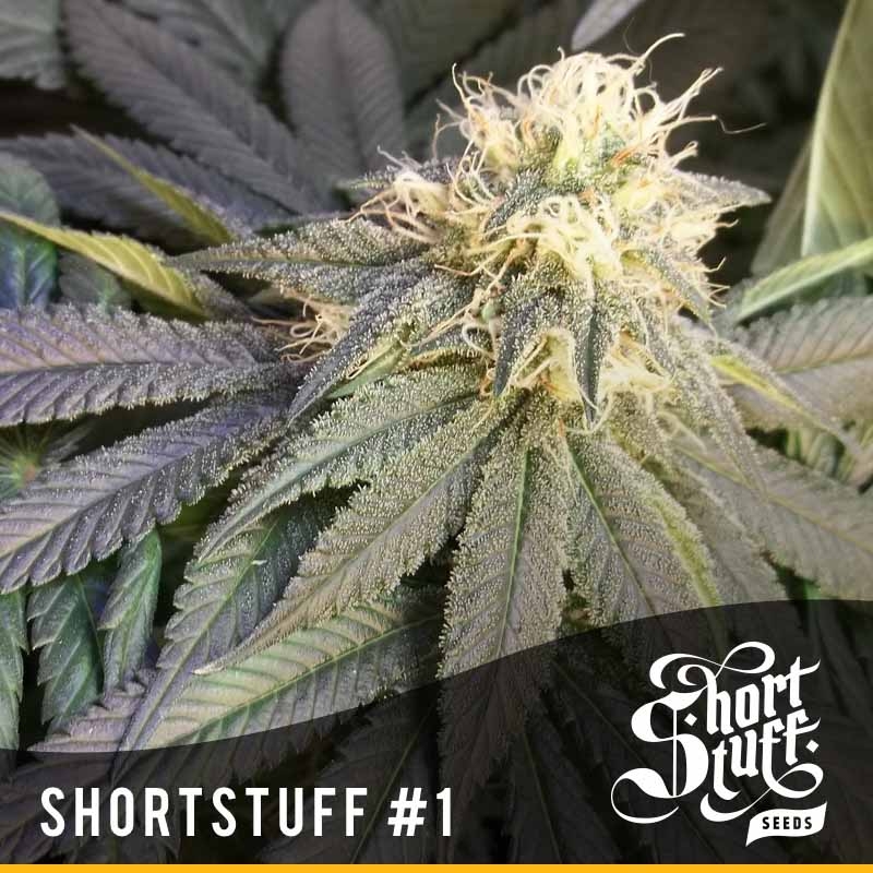 3 UND FEM - SHORT STUFF #1 * SHORT STUFF SEEDS FEM 3 UND