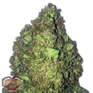 3 UND FEM - SHORT & SWEET AUTO * HEAVYWEIGHT SEEDS 3 UND FEMINIZADAS