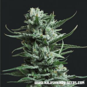 5 UND FEM - SIBERIAN HAZE  * KALASHNIKOV SEEDS 5 UND FEMINIZADAS
