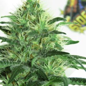 5 UND FEM - SIDERAL * RIPPER SEEDS 5 UND FEMINIZADAS