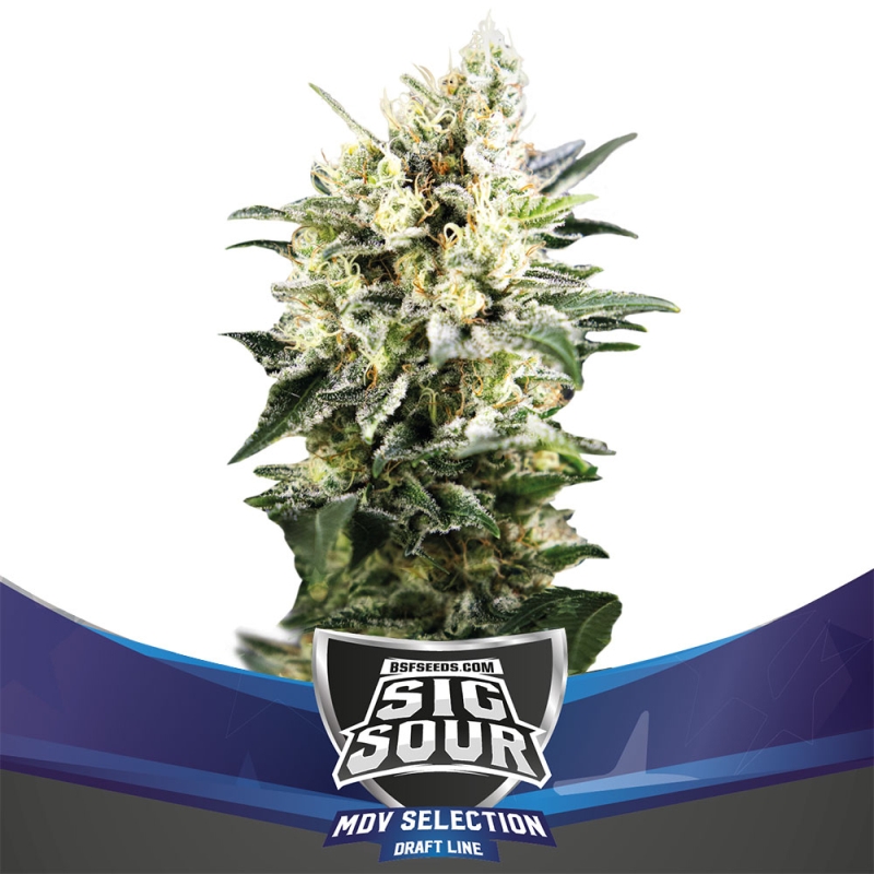 4 UND FEM - SIG SOUR XXL AUTO * BSF SEEDS 4 UND FEMINIZADAS