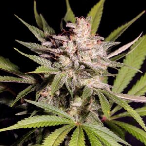 6 UND REG - SILVER BUBBLE * DNA RESERVA PRIVADA REGULAR 6 UND