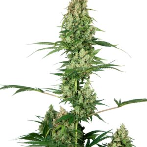 10 UND FEM - SILVER FIRE ﾮ * SENSI SEEDS FEMINIZADA 10 UND