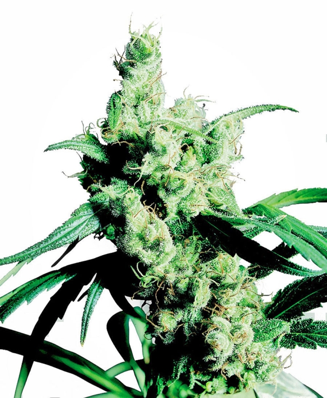 10 UND REG - SILVER HAZE ﾮ * SENSI SEEDS 10 UND REG