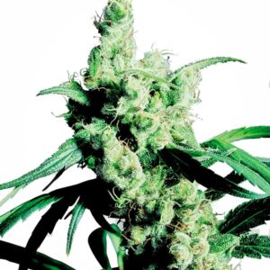 5 UND FEM - SILVER HAZE ﾮ * SENSI SEEDS 5 UND FEMINIZADAS