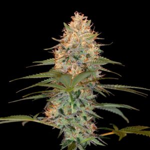 6 UND FEM - SILVER KUSH * DNA GENETICS RESERVA PRIVADA 6 UND FEMINIZADAS