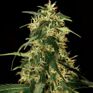 5 UND FEM - SILVERSTAR HAZE * THE BULLDOG SEEDS 5 UND FEM