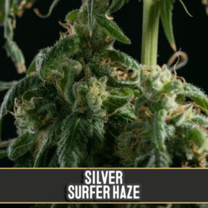 3 UND FEM - SILVER SURFER HAZE * BLIMBURN SEEDS 3 UND FEMINIZADAS