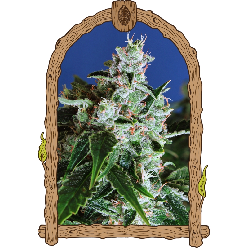 1 UND FEM - SIR JACK PURE CBD AUTO * EXOTIC SEED FEMINIZADA 1 UND