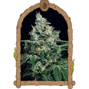 5 UND FEM - SIR JACK * EXOTIC SEED FEMINIZADA 5 UND