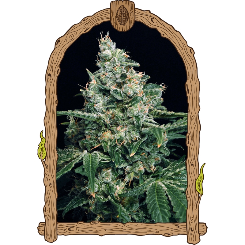 5 UND FEM - SIR JACK * EXOTIC SEED FEMINIZADA 5 UND