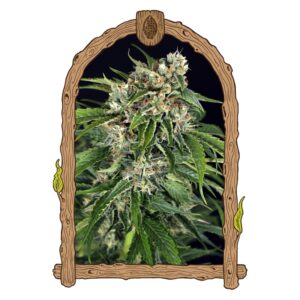 10 UND FEM - SIR JACK PURE CBD AUTO * EXOTIC SEED FEMINIZADA 10 UND