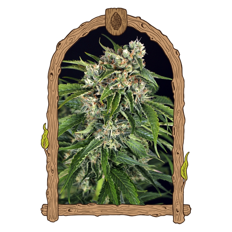 10 UND FEM - SIR JACK PURE CBD AUTO * EXOTIC SEED FEMINIZADA 10 UND