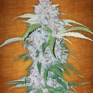 5 UND FEM - SIX SHOOTER * FASTBUDS SEEDS FEMINIZADA 5 UND