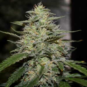5 UND FEM - SKUNK#1 * G13 LABS SEEDS 5 FEMINIZADAS