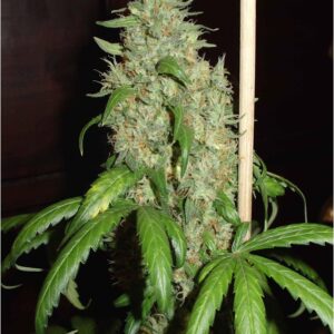 3 UND FEM - SKUNK#1 * HOMEGROWN FANTASEEDS 3 UND FEMINIZADAS