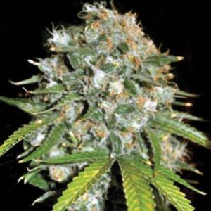 10 UND FEM - SKUNK#99 * BULK SEED 10 UND FEM