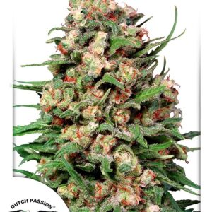 10 UND REG - SKUNK #1 ﾮ  * DUTCH PASSION 10 UND REGULARES