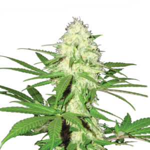5 UND FEM - SKUNK #1 * NIRVANA 5 UND FEMINIZADAS