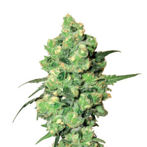 10 UND REG - SKUNK #1 * NIRVANA 10 UND REGULARES