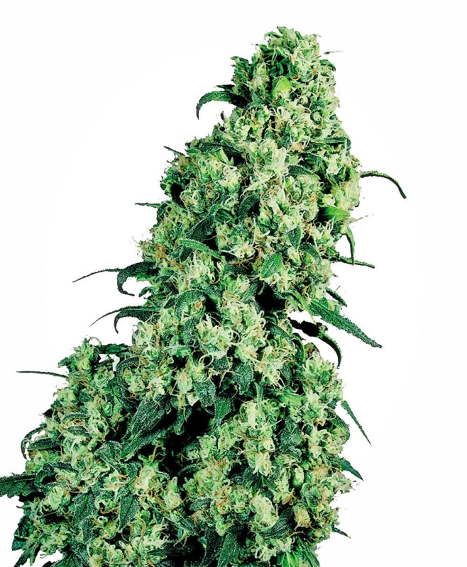 25 UND FEM - SKUNK # 1 ﾮ * SENSI SEEDS FEMINIZADA 25 UND FEM