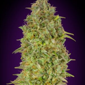 10 UND FEM - SKUNK 47 * ADVANCED SEEDS 10 UND FEM