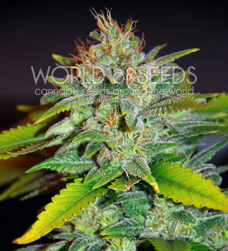 7 UND FEM - SKUNK 47 (LEGEND COLLECTION) * WORLD OF SEEDS 7 UND FEMINIZADAS