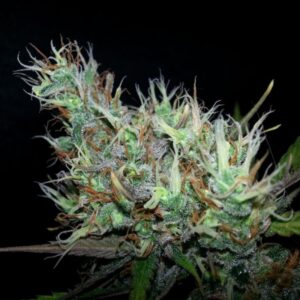 15 UND REG - SKUNK HAZE * MR NICE LIMITED EDITION 15 UND REG