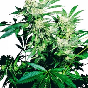 10 UND REG - SKUNK KUSH ﾮ * SENSI SEEDS 10 UND REG