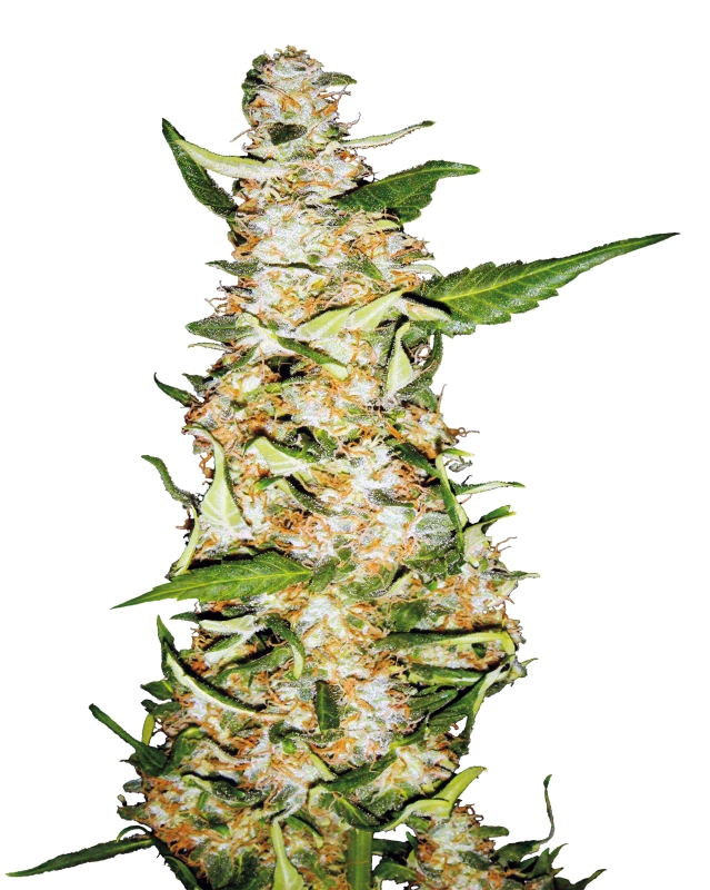 3 UND FEM - SKUNK Nﾺ 1 AUTOMATIC * SENSI SEEDS 3 UND FEMINIZADAS