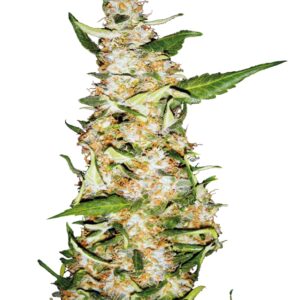 5 UND FEM - SKUNK Nﾺ 1 AUTOMATIC * SENSI SEEDS 5 UND FEMINIZADAS