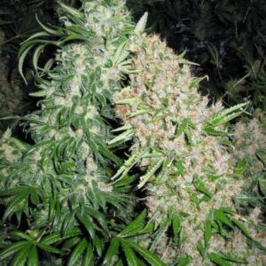 10 UND FEM - SKUNK SPECIAL * FEMALE SEEDS FEMINIZADA 10 UND