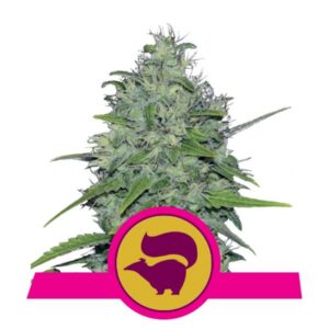3 UND FEM - SKUNK XL  * ROYAL QUEEN 3 UND FEMINIZADAS