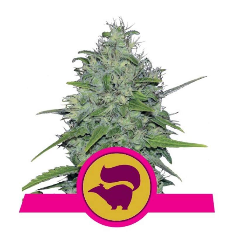 3 UND FEM - SKUNK XL  * ROYAL QUEEN 3 UND FEMINIZADAS