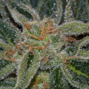 5 UND REG - SKUNK XXX * T.H. SEEDS REGULAR 5 UND