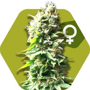 10 UND FEM - SKUNK * ZAMBEZA SEEDS 10 UND FEMINIZADAS