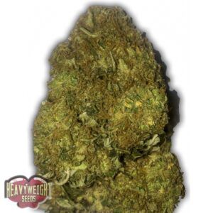 5 UND FEM - SKUNKY MONKEY AUTO  * HEAVYWEIGHT SEEDS 5 UND FEMINIZADAS