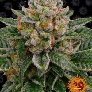 3 UND FEM - SKYWALKER OG AUTO * BARNEY'S FARM 3 UND FEMINIZADAS