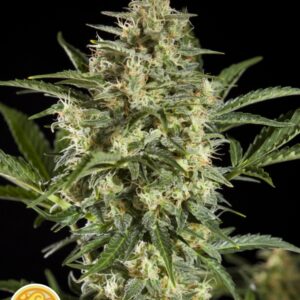 3 UND FEM - SLEEPY YODA AUTO * PHILOSOPHER 3 UND FEMINIZADAS