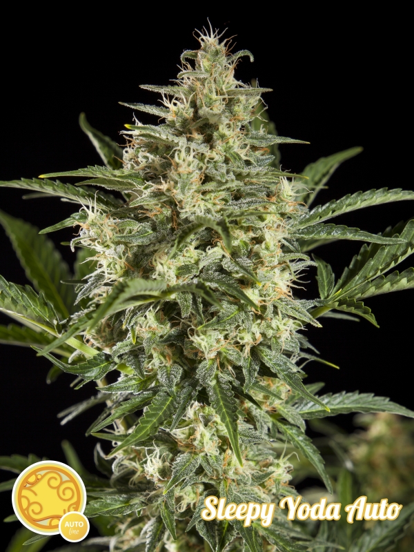 5 UND FEM - SLEEPY YODA AUTO * PHILOSOPHER 5 UND FEMINIZADAS