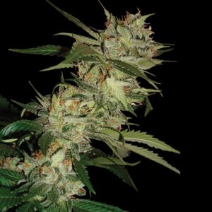 6 UND REG - SLEESTACK X SKUNK * DNA GENETICS REGULAR 6 UND REG