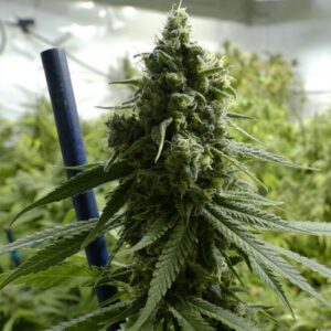 7 UND FEM - SLH - SUPER LEMON HAZE * BSF SEEDS 7 UND FEMINIZADAS