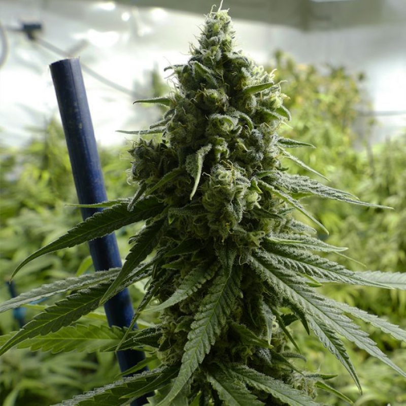 100 UND FEM - SLH - SUPER LEMON HAZE * BSF SEEDS 100 UND FEMINIZADAS