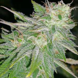 10 UND REG - SLYDER  * SAGARMATHA REGULARES 10 UND