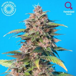 5 UND REG - SMOOTH SMOKE * TROPICAL SEEDS 5 UND REGULARES