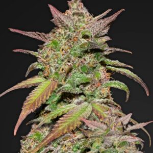10 UND FEM - SMOOTHIE AUTO * FASTBUDS SEEDS FEMINIZADA 10 UND