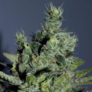 5 UND FEM - SMURFBERRY * SAGARMATHA AUTOFLORECIENTES 5 UND FEM