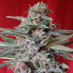 5 UND FEM - SNOW MOON * ACE SEEDS 5 UND FEMINIZADAS