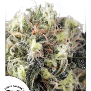 5 UND FEM - SNOW BUDﾮ * DUTCH PASSION 5 UND FEMINIZADAS